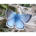 Chalkhill Blue Lysandra coridon 15 eggs